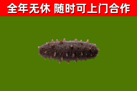 芗城区回收海参干